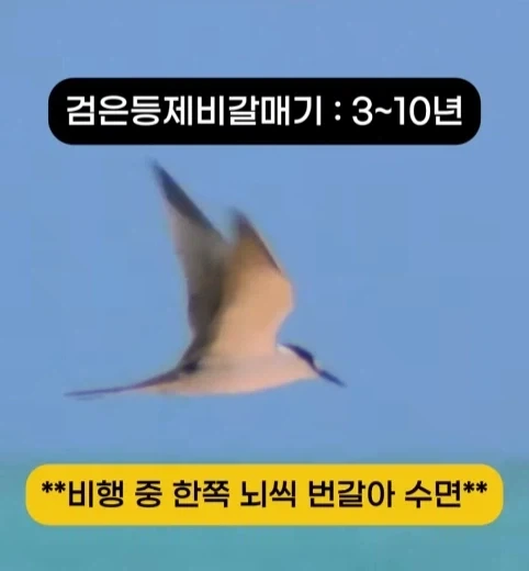 착륙 하지 않고 오래 날수 있는 새 TOP7.jpg_8.webp