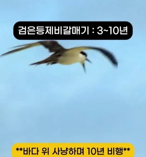 착륙 하지 않고 오래 날수 있는 새 TOP7.jpg_9.webp