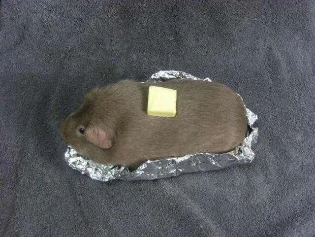 너무나도 슬픈 버터고양이 짤_1.webp