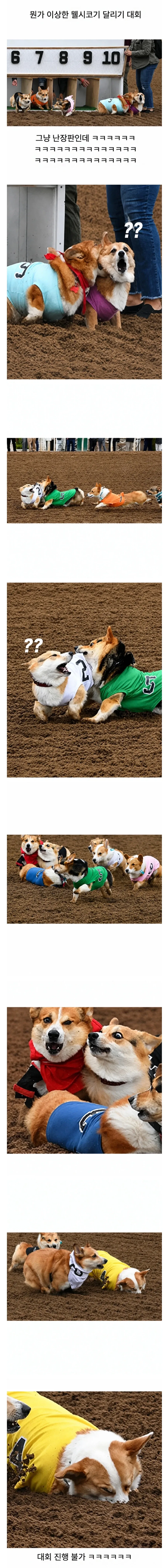 뭔가 이상한 웰시코기 달리기 대회_1.webp