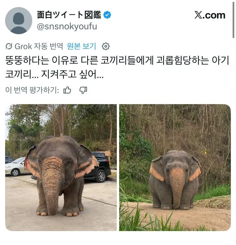 뚠뚠하다고 왕따당하는 코끼리_1.webp