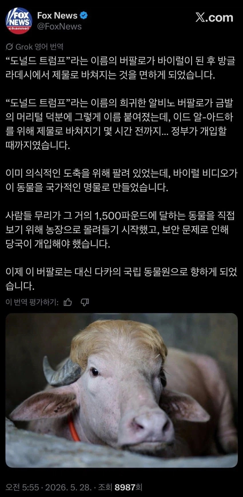 외모 덕분에 죽음을 면한 소_1.webp