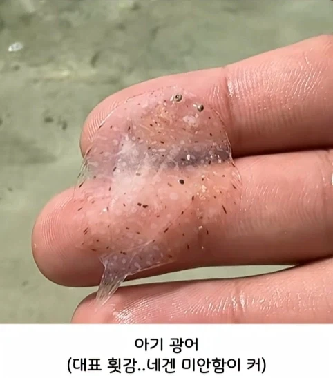 해양생물들 새끼 때 모습.jpg_2.webp