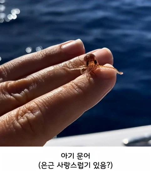 해양생물들 새끼 때 모습.jpg_4.webp