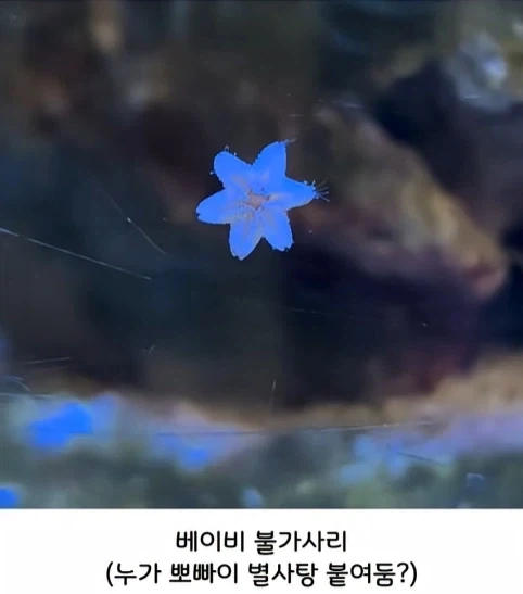 해양생물들 새끼 때 모습.jpg_6.webp