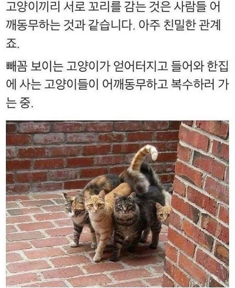 고양이의 어깨동무_2.webp