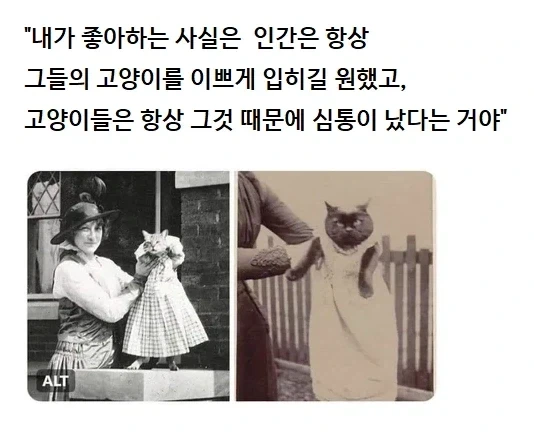 고양이에 대한 사실 한가지_1.webp