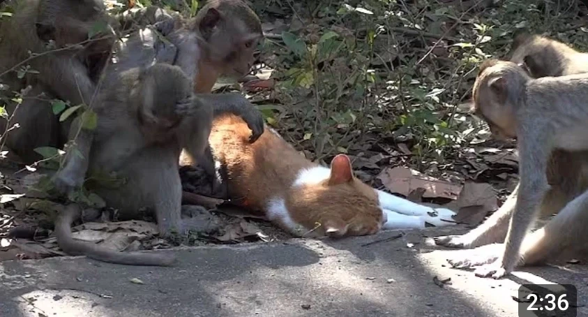 고양 공주&원숭이 아저씨 NTR엔딩 CGㄷㄷ_1.webp