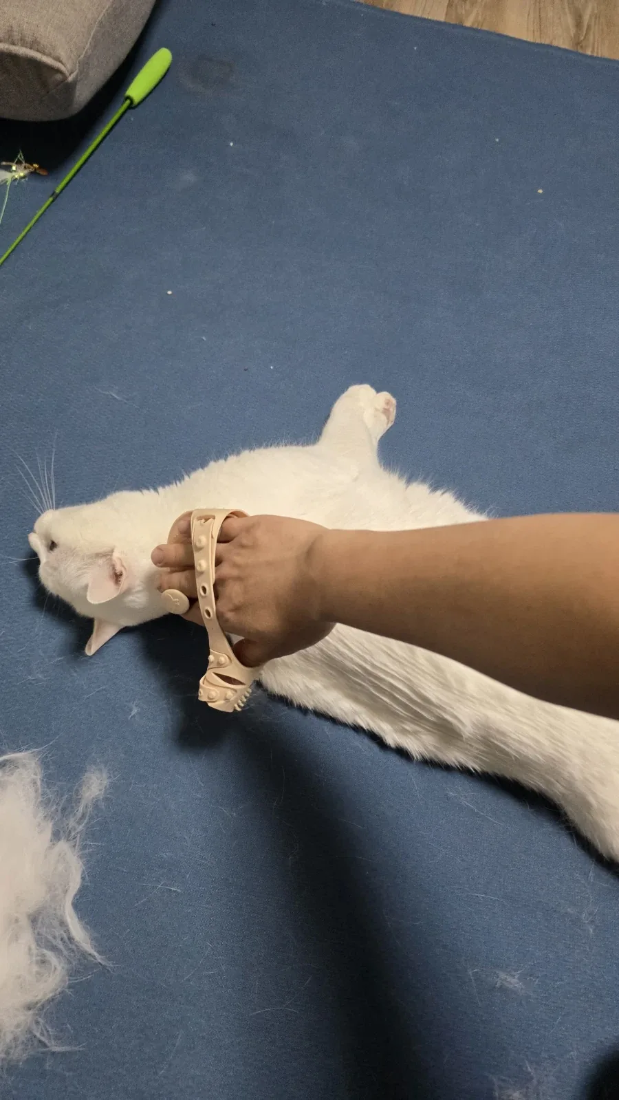 울집 흰냥이 하루 털뿜뿜 양_3.webp