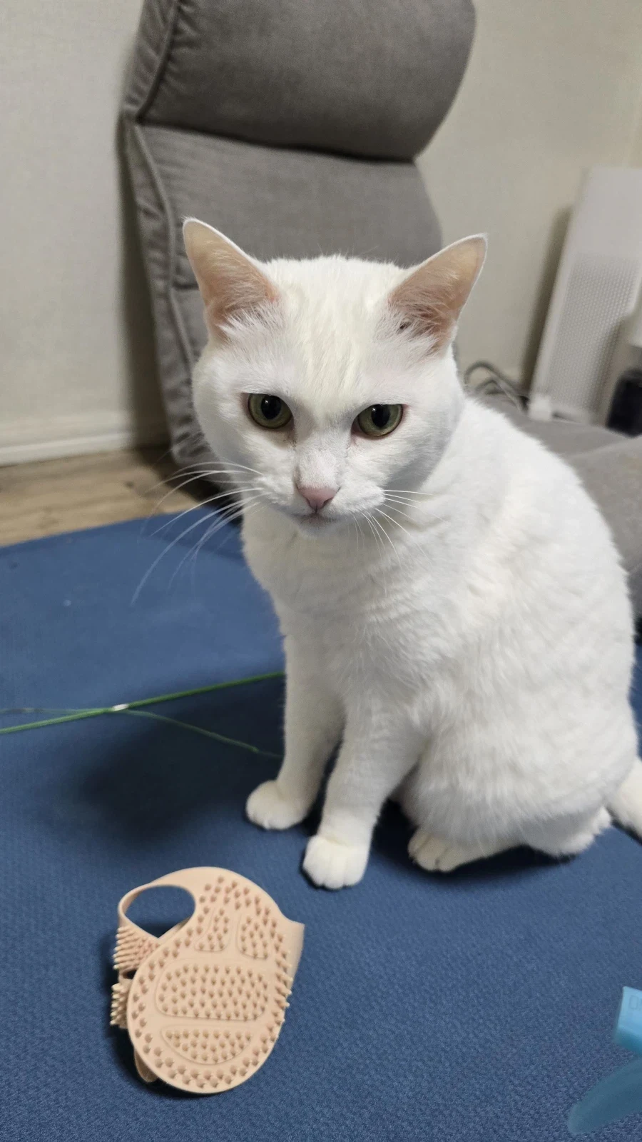 울집 흰냥이 하루 털뿜뿜 양_9.webp