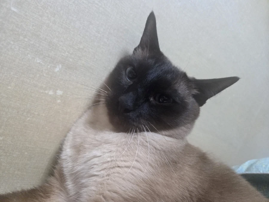 나는 고양이를 괴롭히는 것을 할 수 있다!!!_7.webp