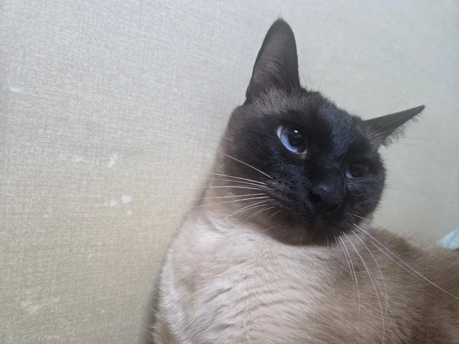 나는 고양이를 괴롭히는 것을 할 수 있다!!!_8.webp
