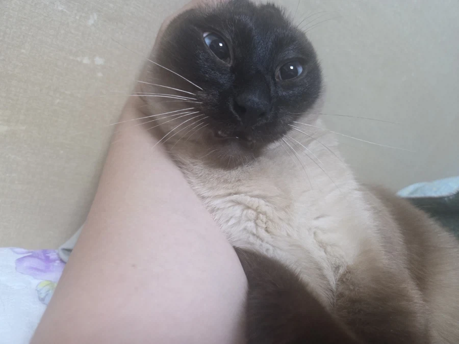 나는 고양이를 괴롭히는 것을 할 수 있다!!!_1.webp