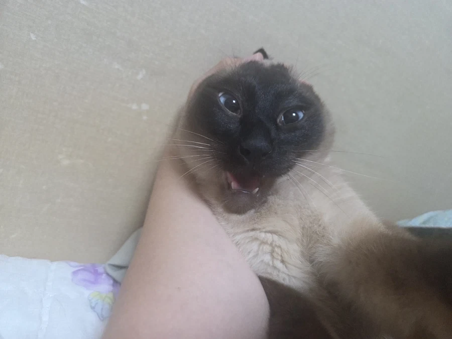 나는 고양이를 괴롭히는 것을 할 수 있다!!!_2.webp