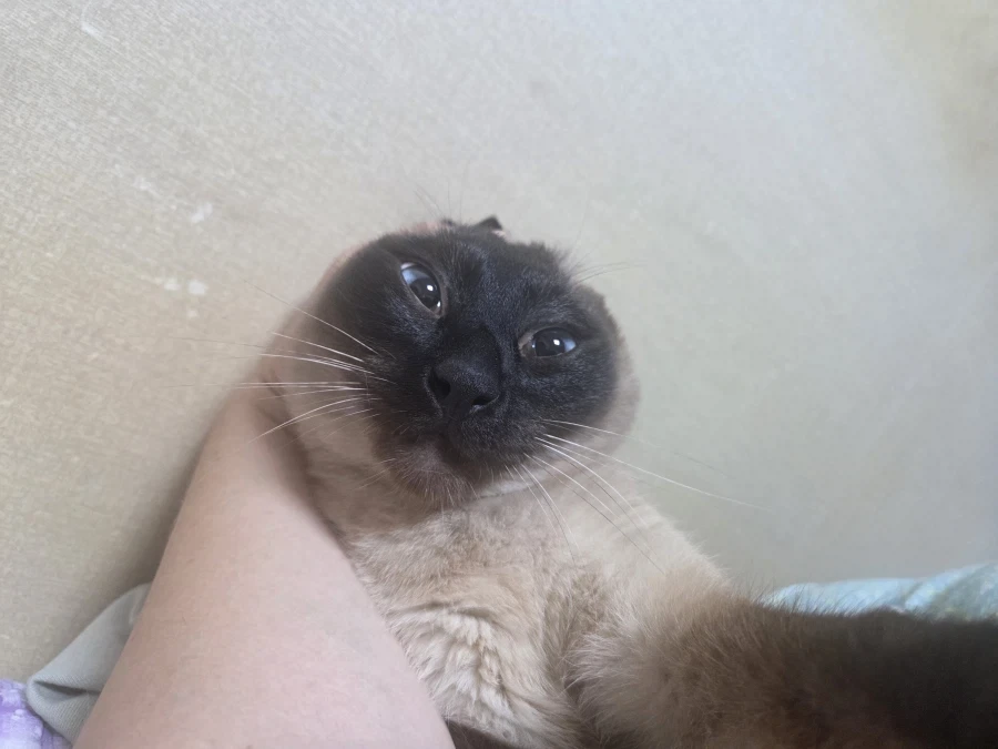나는 고양이를 괴롭히는 것을 할 수 있다!!!_3.webp