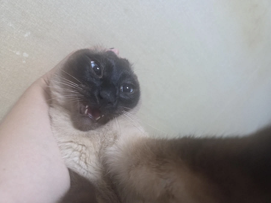 나는 고양이를 괴롭히는 것을 할 수 있다!!!_4.webp