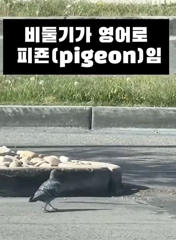 지우가 피죤투를 버린 이유_2.webp