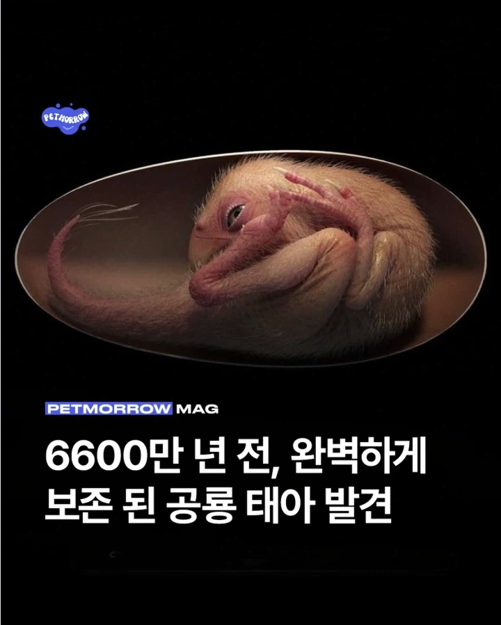 6600만 년 전 공룡 태아 화석 발견.jpg_1.webp