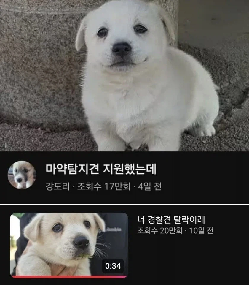 쉬었음강아디_2.webp