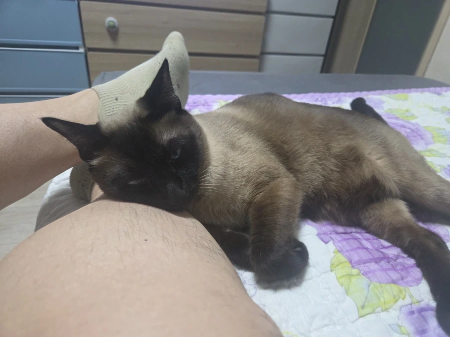 가출한 고양이 잡았음..._4.webp