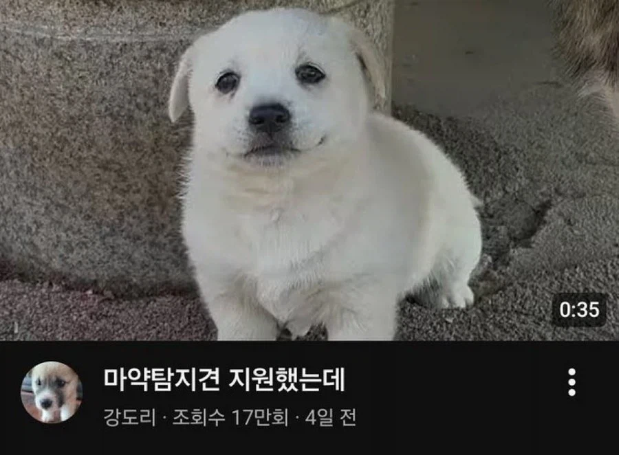 쉬었음 강아지._1.webp