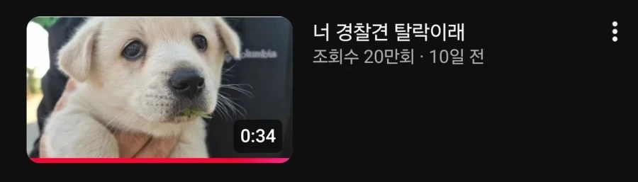 쉬었음 강아지._2.webp