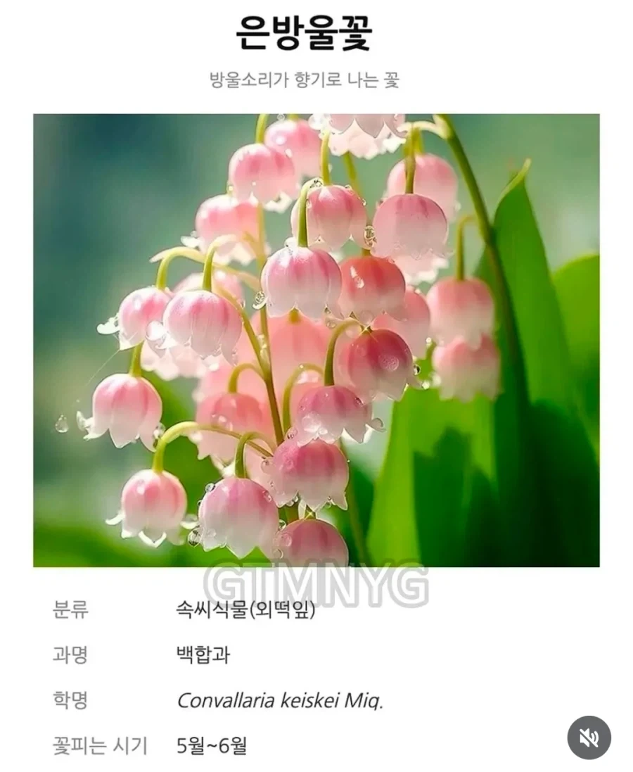 의외인 꽃말.jpe_1.webp
