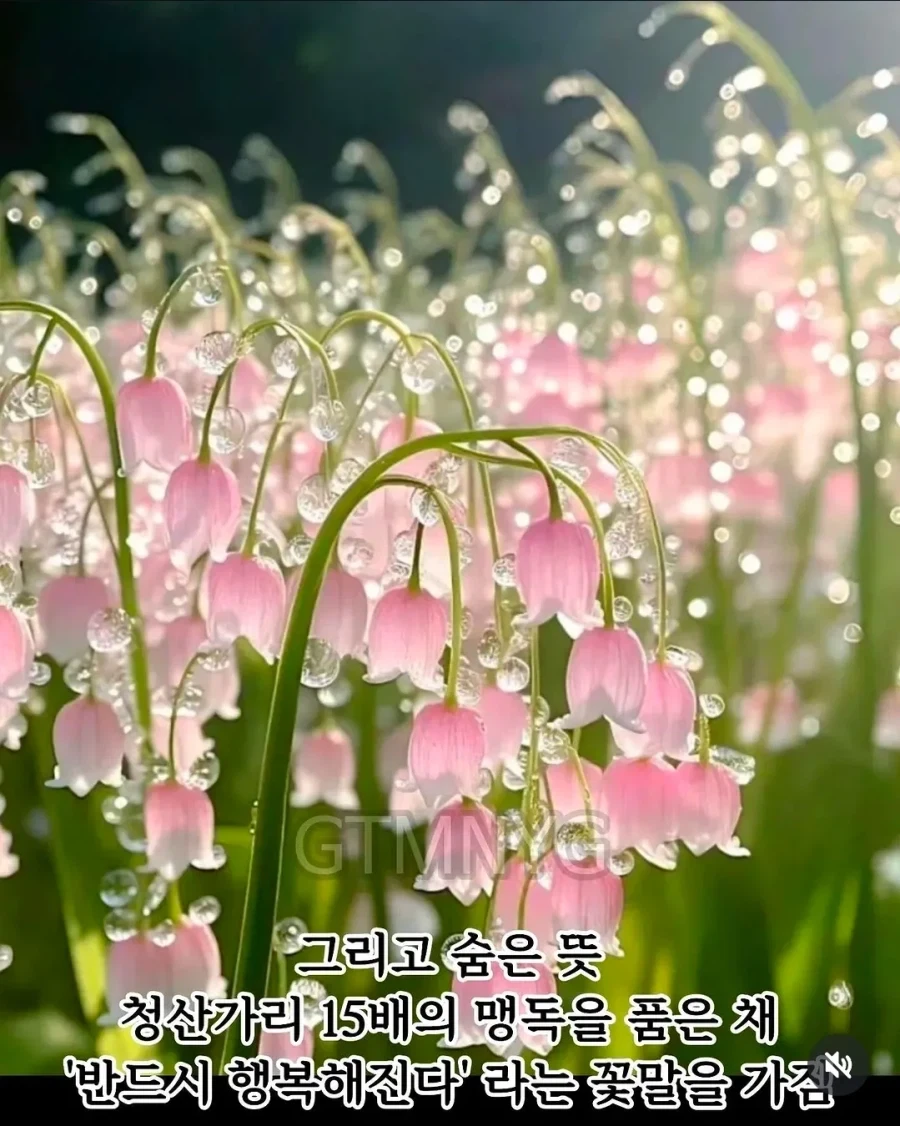 의외인 꽃말.jpe_4.webp
