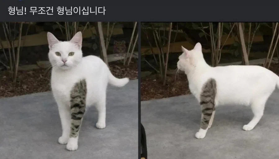 문신 고양이 형님.jpg_1.webp