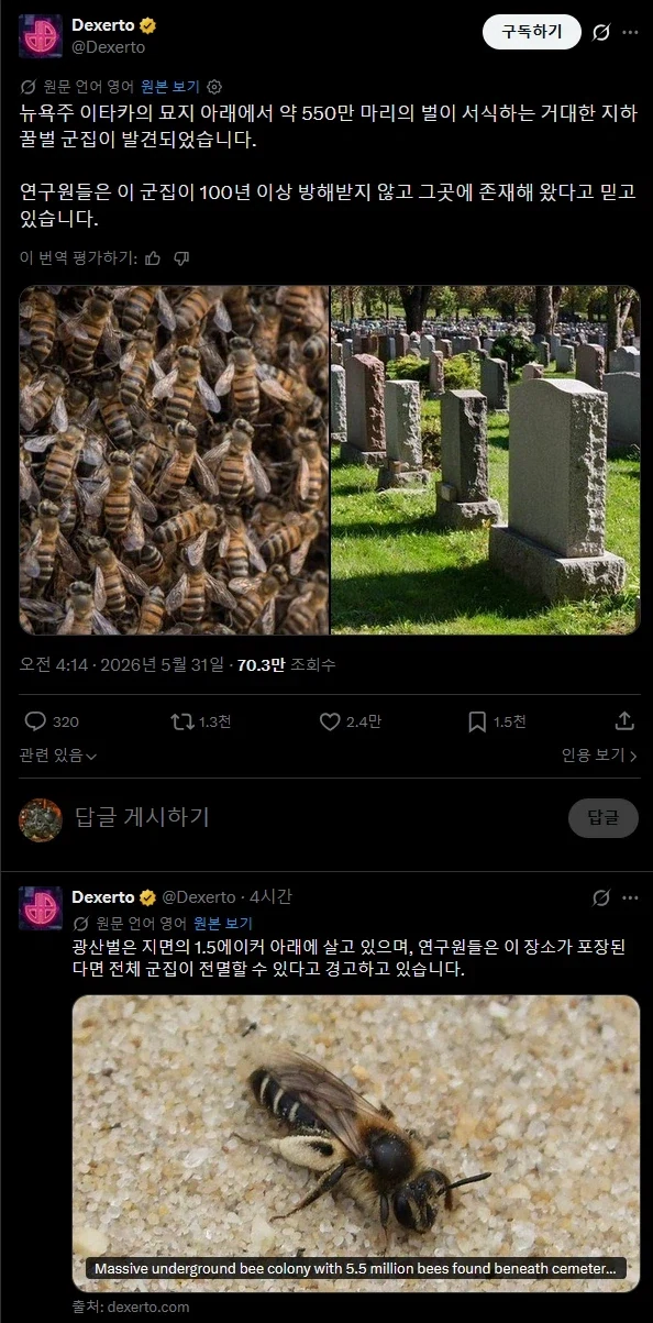 뉴욕주 이타카의 묘지 아래에서 발견되었다는 거대한 꿀벌 군집.twit_1.webp