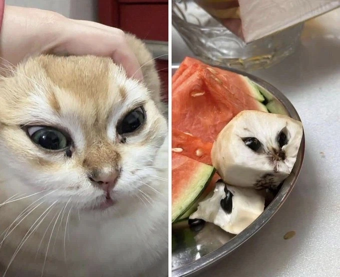 어느 집사가 떼걸룩이 말을 안 듣는다고 그만...!!!_1.webp