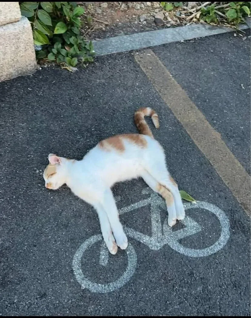 자전거 타는 고양이_1.webp