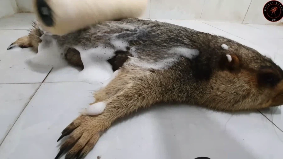 마멋 가죽 가공하는 영상 아님_4.webp