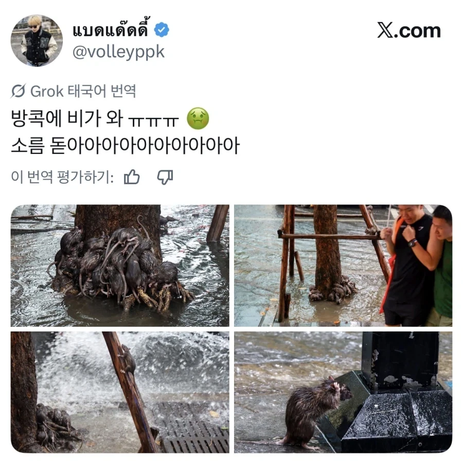 약혐) 비오는날 방콕 풍경.jpg_2.webp