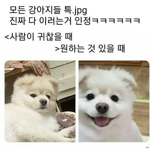 강아지 특_1.webp