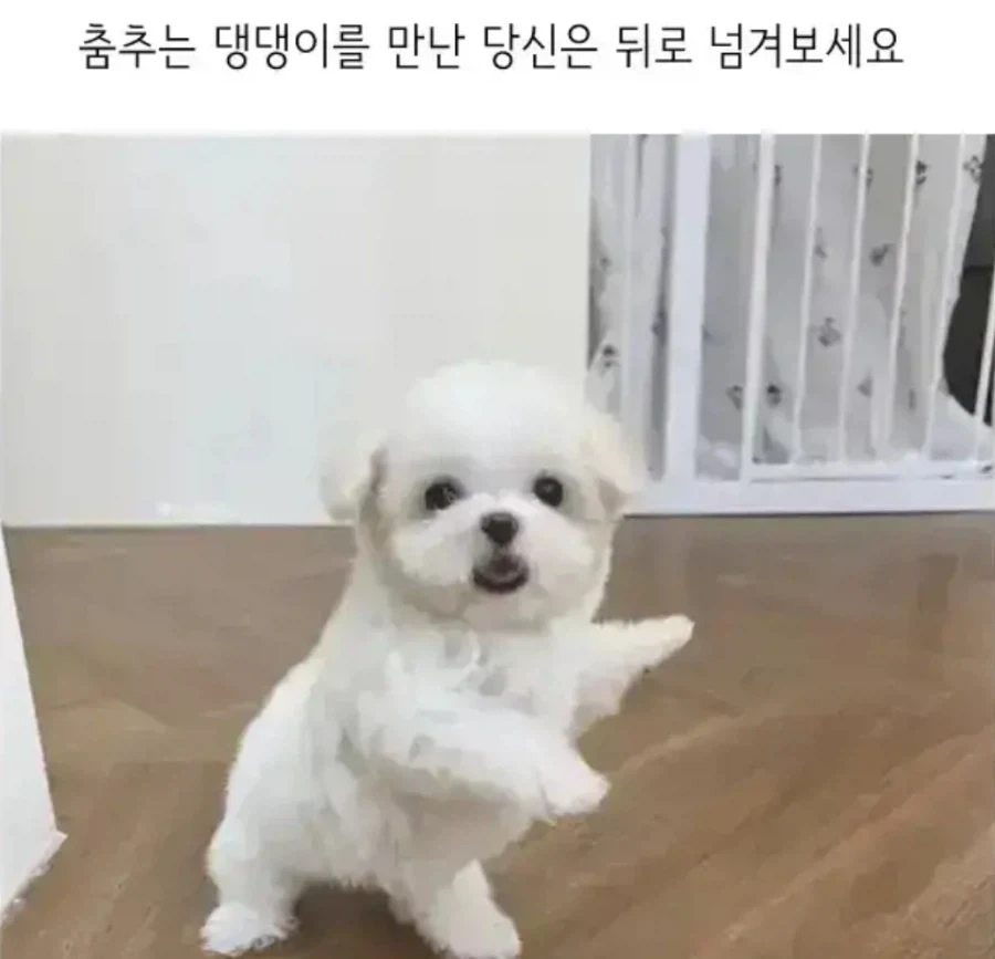 춤추는 댕댕이_1.webp