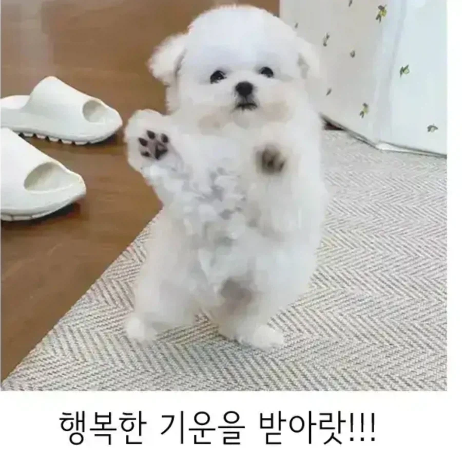 춤추는 댕댕이_2.webp