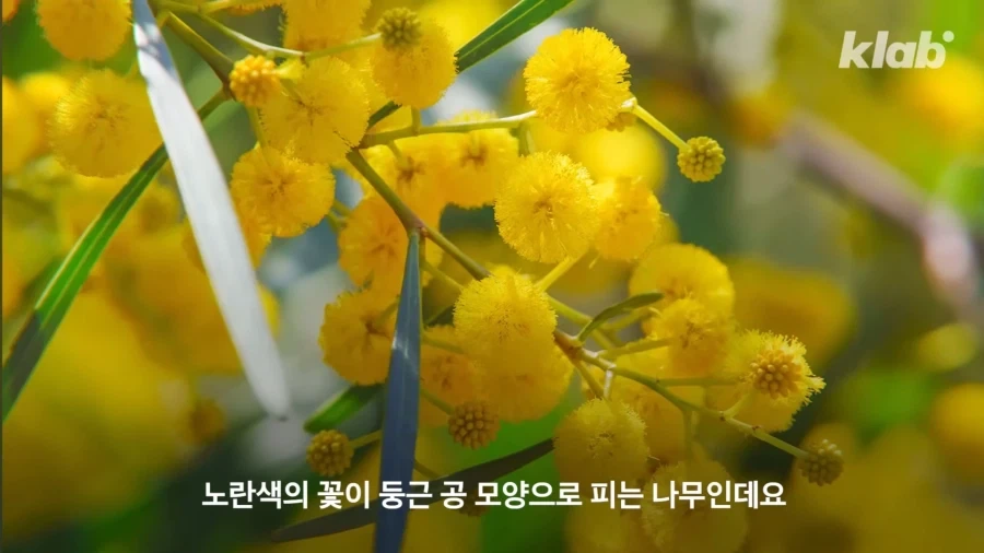 그동안 몰랐었던 아카시아 나무의 비밀_3.webp