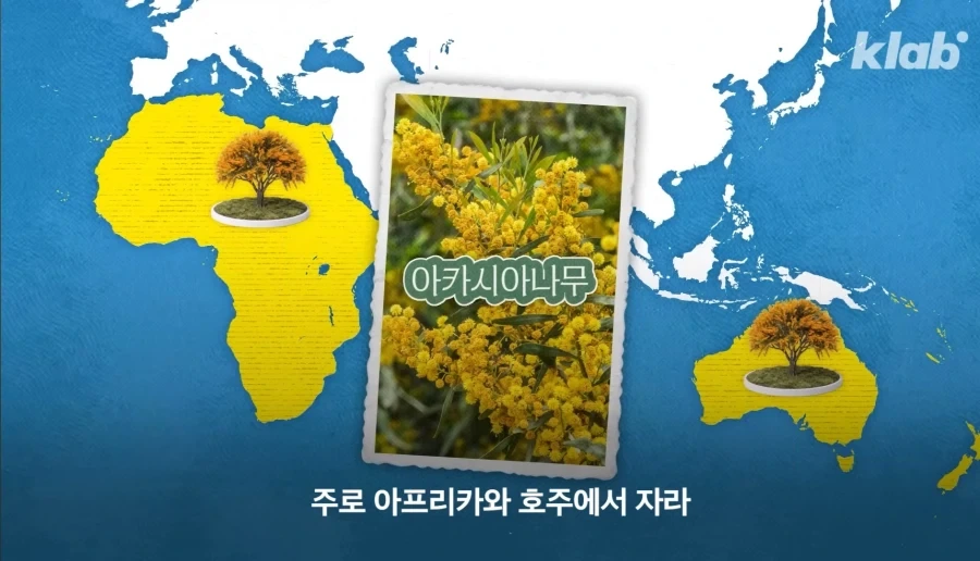 그동안 몰랐었던 아카시아 나무의 비밀_4.webp