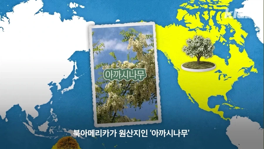 그동안 몰랐었던 아카시아 나무의 비밀_7.webp