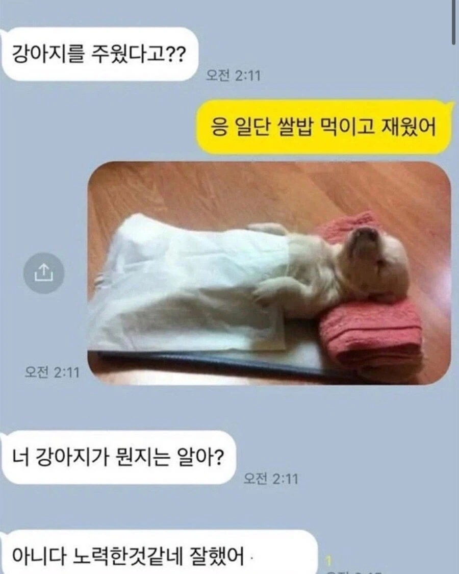 강아지 주웠을때 해야할일.jpg_1.webp
