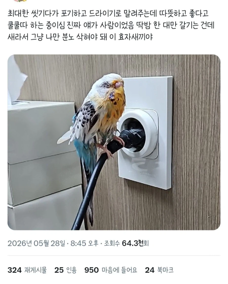 주인이 먹는 라면 빼앗아 먹겠다고 다이빙한 앵무새_2.webp
