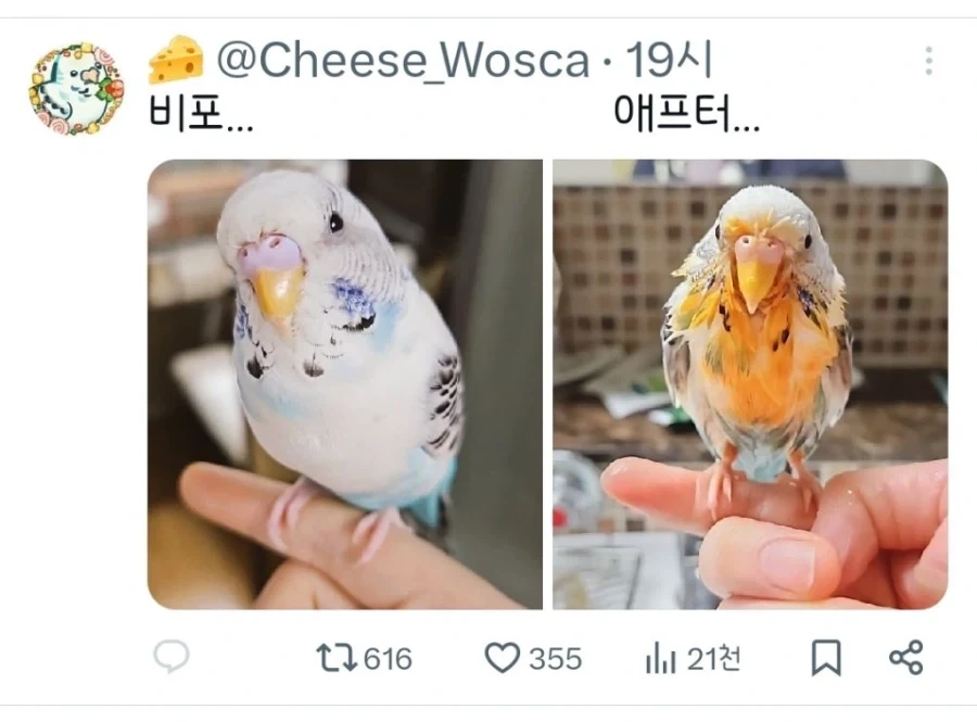 주인이 먹는 라면 빼앗아 먹겠다고 다이빙한 앵무새_3.webp
