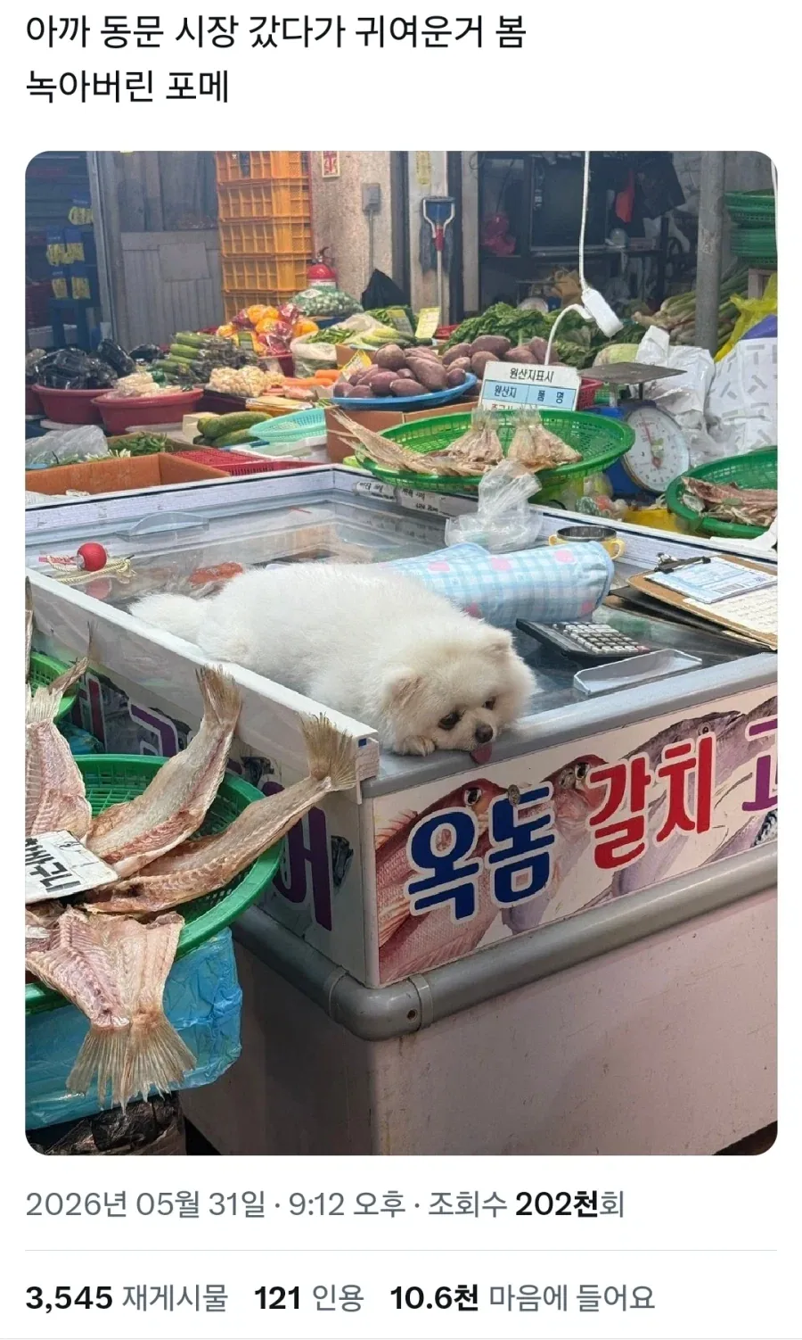 녹아버린 포메.jpg_1.webp