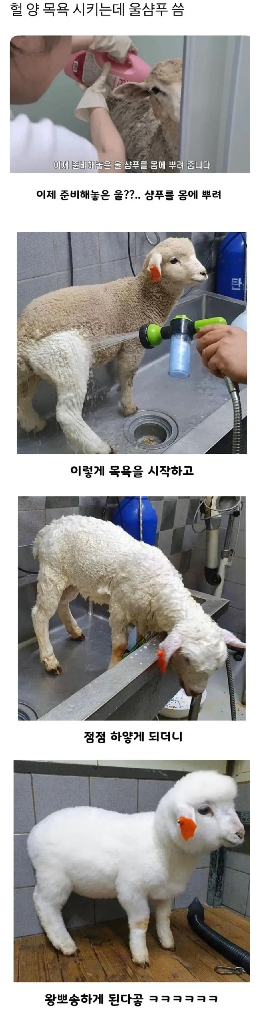 양 목욕_1.webp