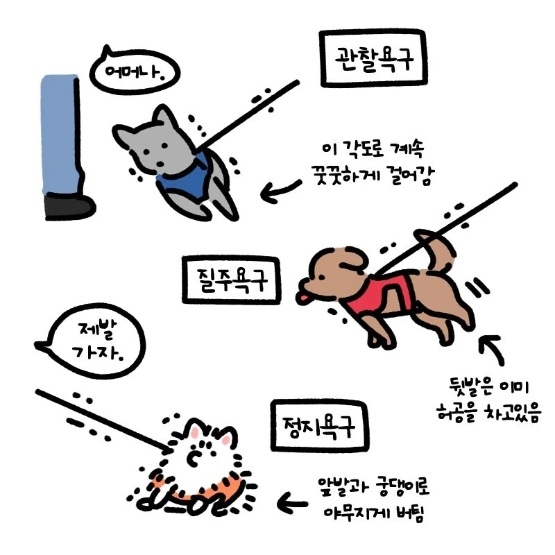 강아지별 산책하는 스타일 차이_1.webp