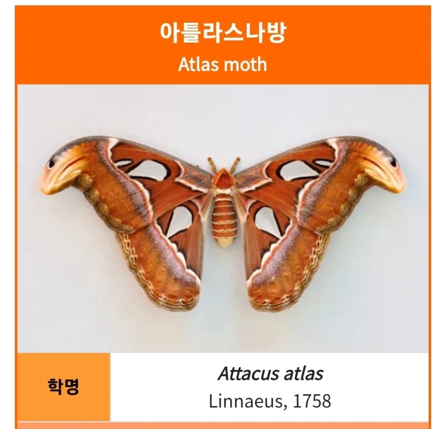 현대 아틀라스 볼 때마다_1.webp