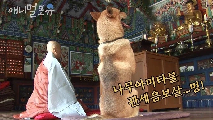 절에 사는 강아지들 엄청 행복할것 같음_1.webp