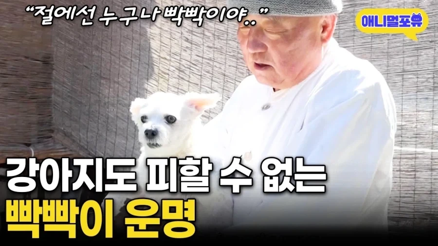 절에 사는 강아지들 엄청 행복할것 같음_3.webp