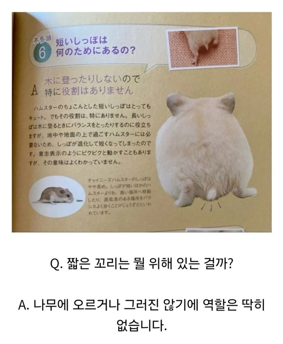 햄서터 꼬리가 하는 역할_1.webp